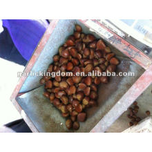 40-60pcs/kg Fresh Chestnut